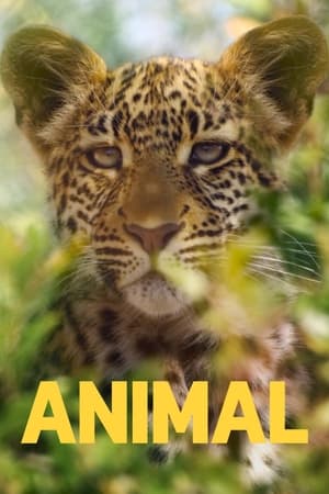 Animal Temporada 2 poster